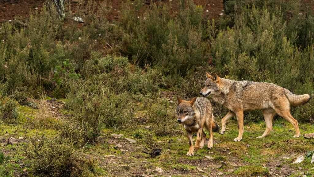 Parella de lobos ibéricos. (Foto: Nós Diario)