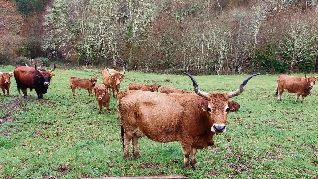 Vacas cachenas nunha explotación gandeira de Mondoñedo (A Mariña). [Foto: Cachega]