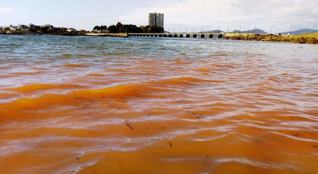 Marea vermella de 'Noctiluca scintillans' que tinguiu o litoral da ría de Vigo en 2020. (IEO Vigo).