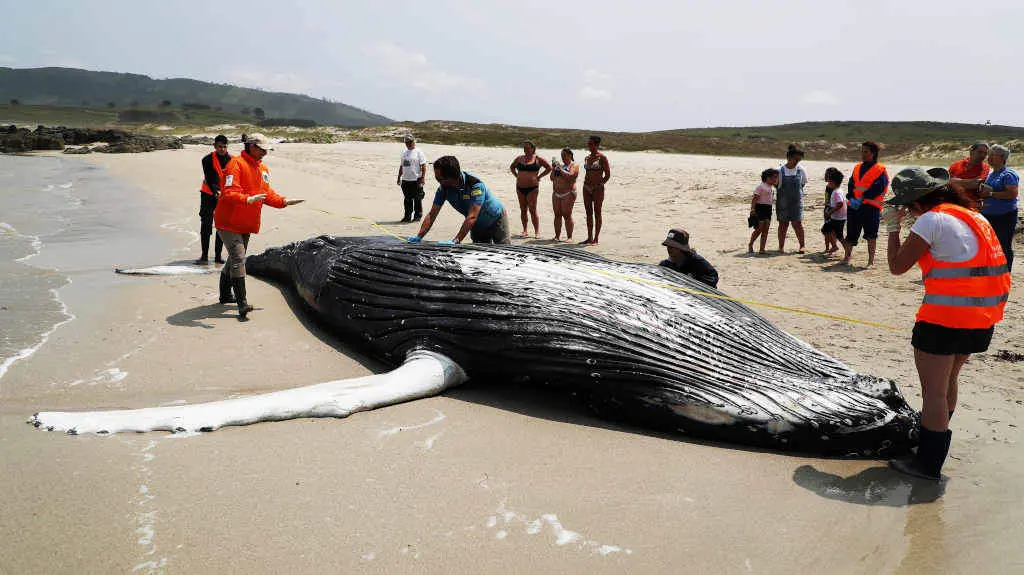 Unha balea varada en Ferrol o pasado mes de xu&ntilde;o (Foto: Ra&uacute;l Lomba / Europa Press).