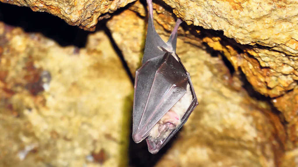 Morcego de ferradura grande ou 'Rhinolophus ferrumequinum' (Foto: Morcegos de Galiza).
