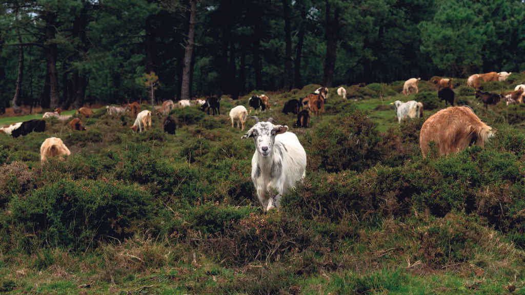 Unha produción en ecolóxico no rural galego (Foto: Chris DoAl).