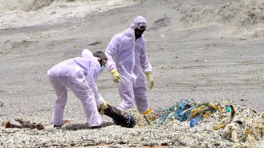 Integrantes da Marina de Sri Lanka limpando pellets de plástico dunha praia en 2021. (Foto: DM)