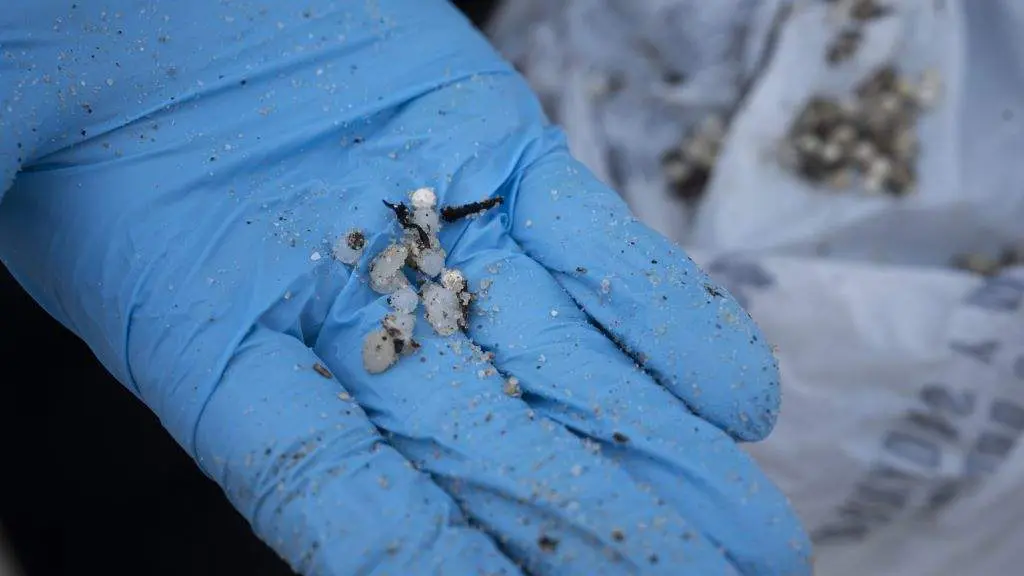 Un voluntario recollendo pellets na praia viguesa de Samil. (Foto: Adri&aacute;n Irago / Europa Press)