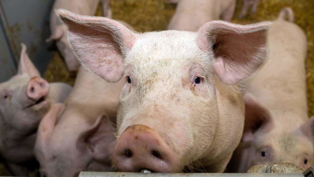 As granxas dedicada á cría intensiva de porcos son das que máis contribúen ao aumento dos gases de efecto invernadoiro. (Foto: Nós Diario).