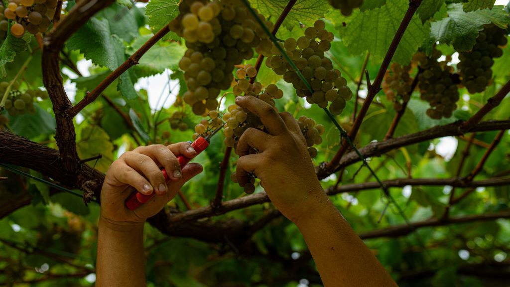 Recollida de uvas durante a vendima de 2023 nas Rías Baixas. (Foto: Elena Fernández / Europa Press).