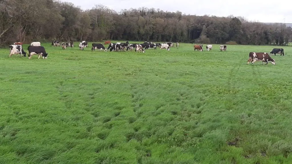 Vacas de leite ecol&oacute;xico a pasto na Pastoriza. (Foto: N&oacute;s Diario).