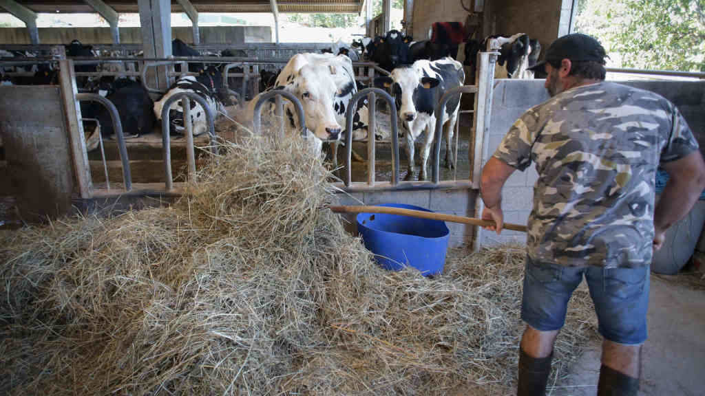 Un gandeiro xunto ás vacas da súa gandaría en Sabadelle, Chantada (Foto: arlos Castro / Europa Press).
