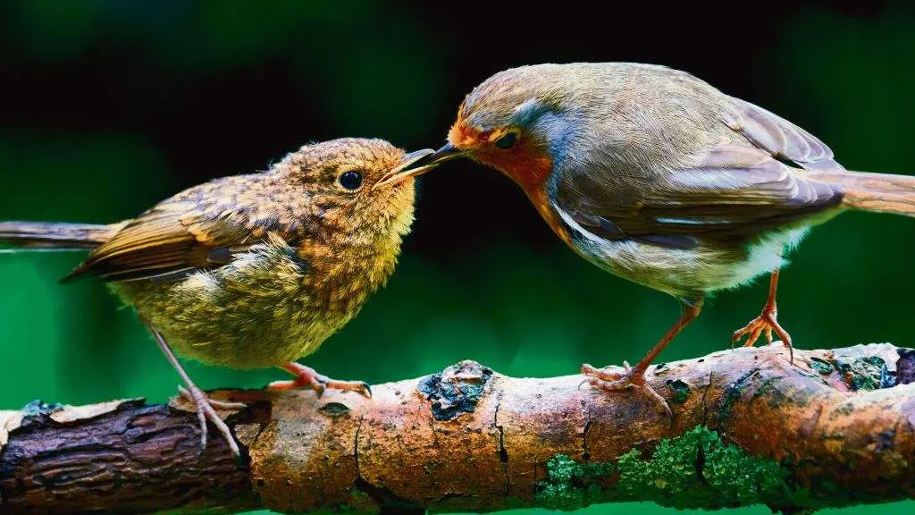 Un paporrubio adulto alimentando unha cr&iacute;a da mesma especie. (Foto: S. G.)
