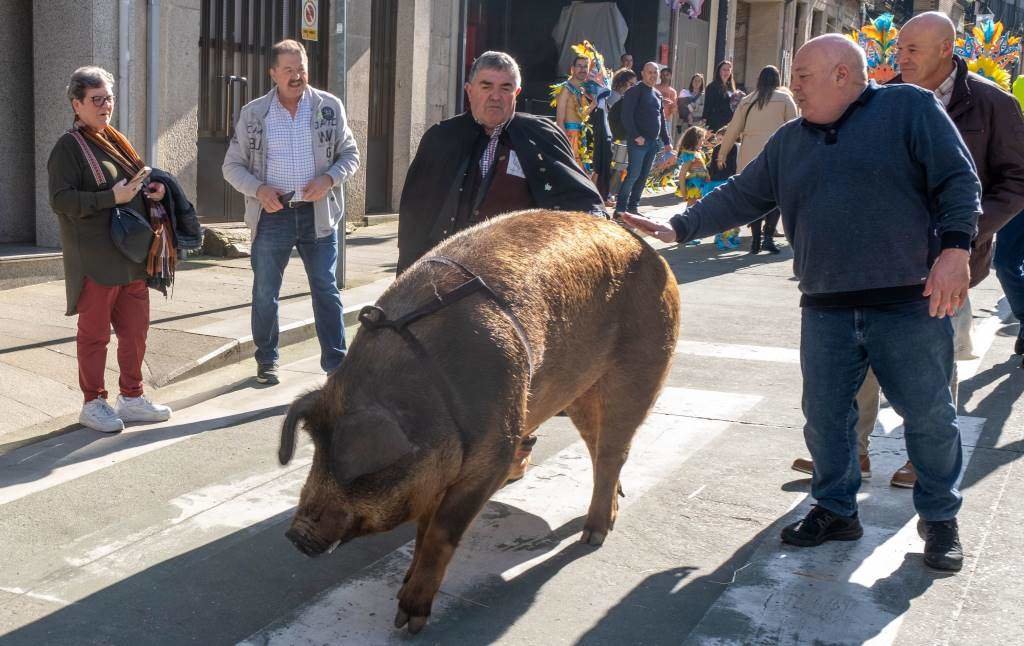 O porco, durante o desfile, guiado cun arnés. (Foto: Nós Diario)