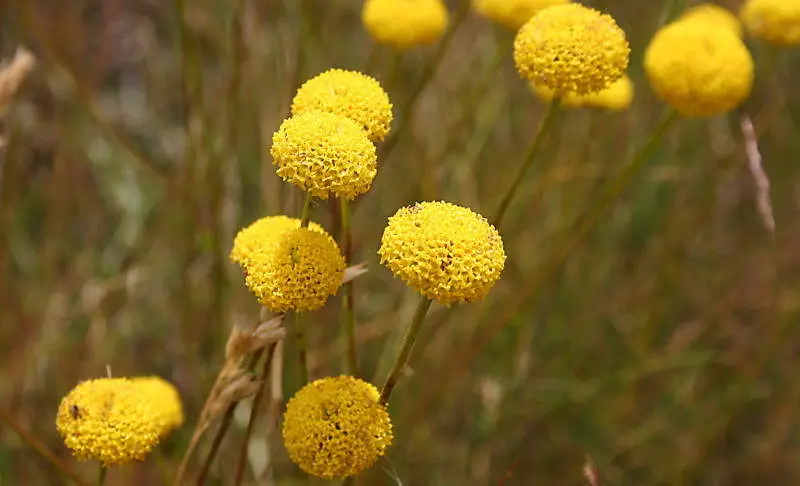 'Santonila melidensis', mostra da flora &uacute;nica da serra do Care&oacute;n. (Foto: N&oacute;s Diario).