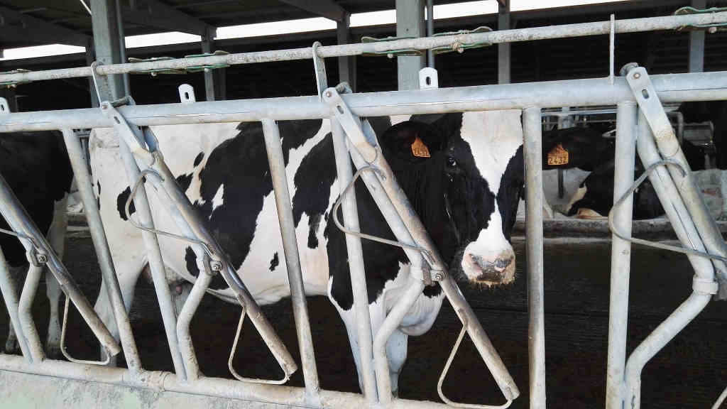 Explotación gandeira de leite na Comarca do Deza (Foto: Nós Diario).