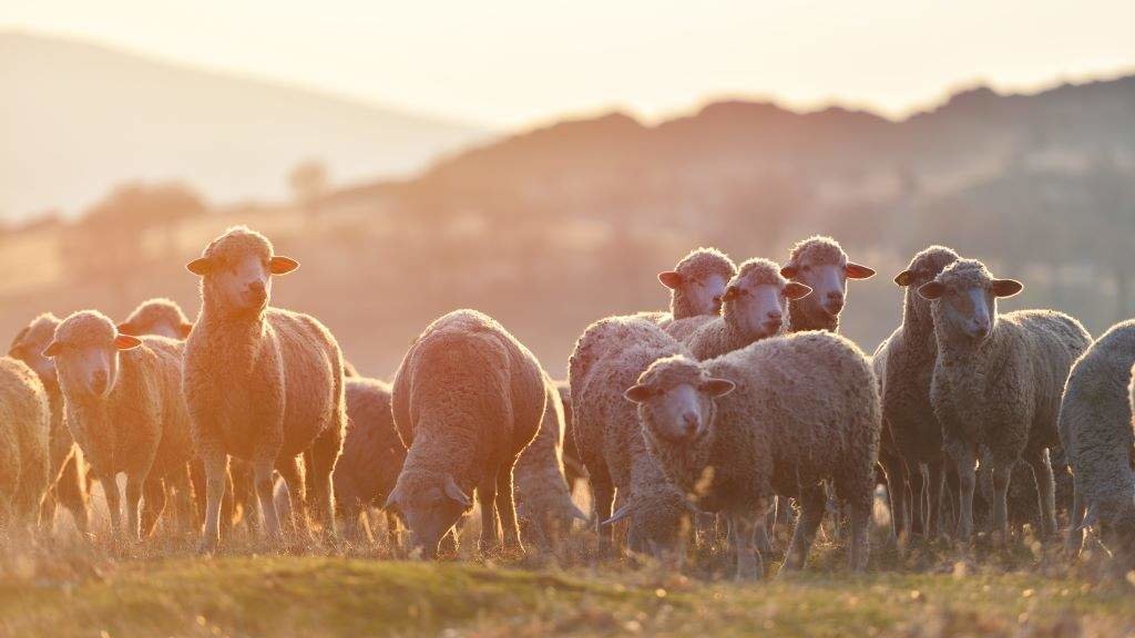 'Mica' é un apelativo para chamar as ovellas e reunilas. (Foto: Nós Diario)
