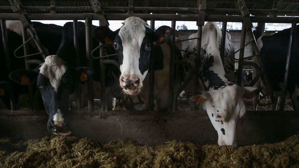 Vacas nunha gandaría de lácteo na parroquia de Piñeiro, en Xermade (comarca da Terra Chá). (Foto: Carlos Castro / Europa Press)