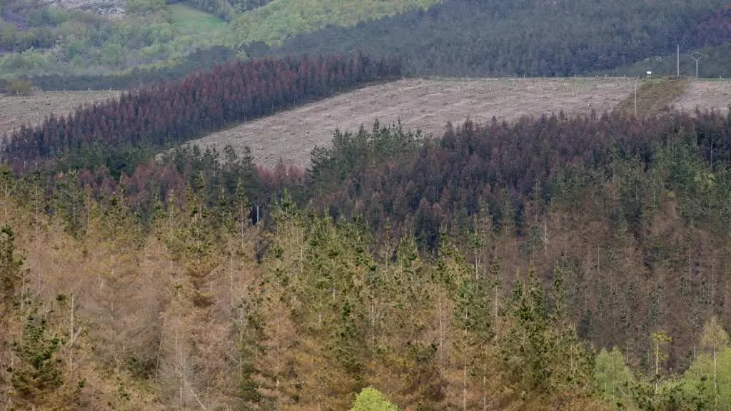 Plantaci&oacute;ns de pi&ntilde;eiro e eucalipto na Fonsagrada. (Foto: Carlos Castro / Europa Press)