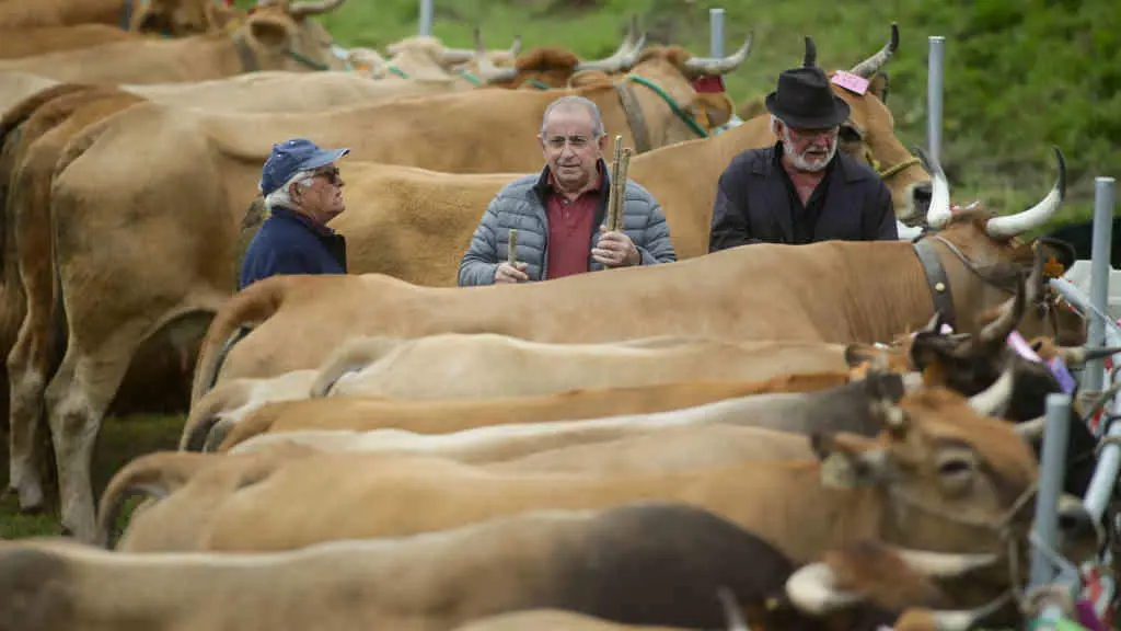 Gandeiros durante a terceira edici&oacute;n da Feira en Defensa do Gando de Monta&ntilde;a, en Cervantes (Os Ancares), decorrida en maio de 2023 (Foto: Carlos Castro / Europa Press).