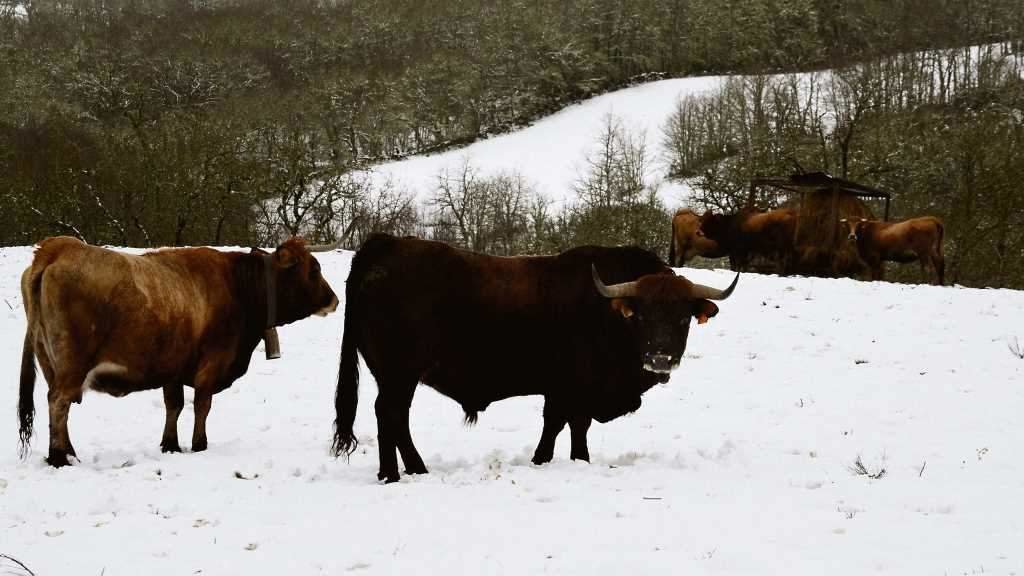 Vacas en Montederramo, na comarca de Terra de Caldelas (Foto: Rosa Veiga / Europa Press).