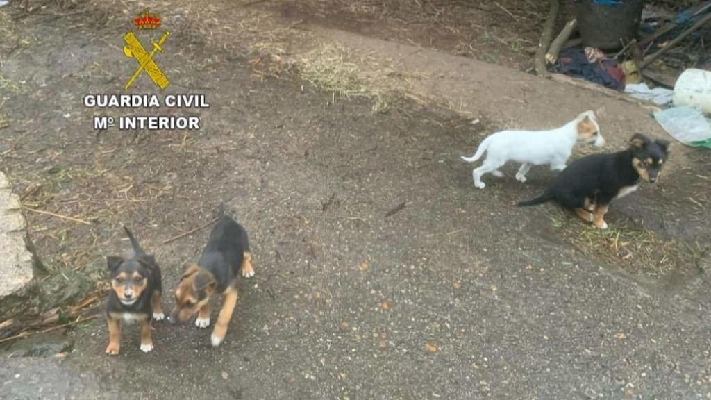 Os cachorros abandonados en Tui. (Foto: Garda Civil)