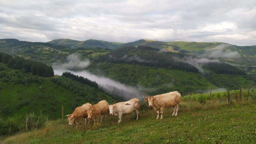Vacas pacen ao aire libre nos Ancares. (Foto: CDN).