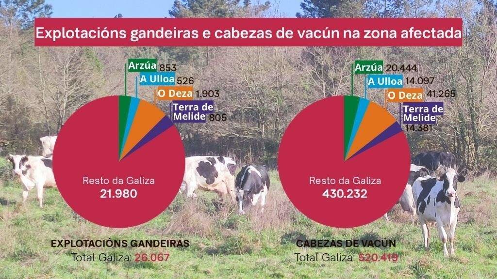 As comarcas de Arzúa, A Ulloa, O Deza e Terra de Melide suman 15,6% das granxas da Galiza. Na imaxe, vacas pastando na parroquia de Brocos, Agolada (O Deza).