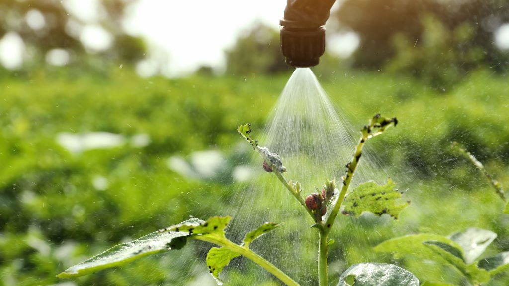 O uso de pesticidas é habitual na agricultura, con consecuencias nefastas para a saúde humana e do medio ambiente. (Foto: Nós Diario).
