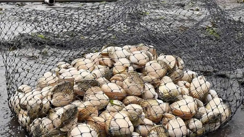 Os berberechos figuran entre as especies extra&iacute;das con m&aacute;is frecuencia de maneira furtiva. (Foto: N&oacute;s Diario)