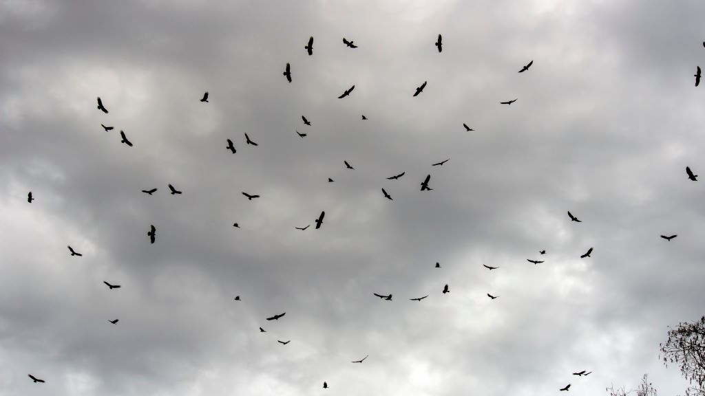 Unha bandada de voitres voa en círculos no alto. (Foto: David Arment).