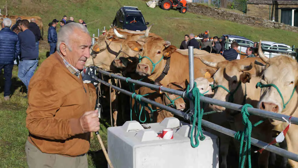 Unha persoa observa as vacas na Feira en Defensa do Gando de Monta&ntilde;a de 2023, no municipio de Cervantes, comarca de Ancares (Foto: Carlos Castro / Europa Press).