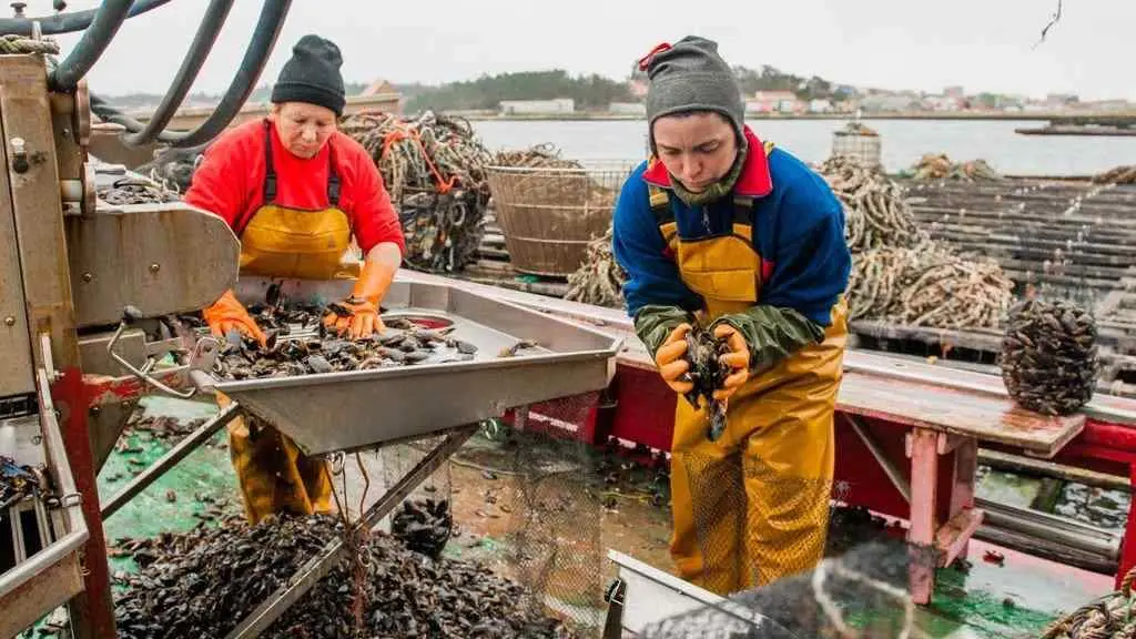 D&uacute;as traballadoras escollendo mexill&oacute;n nunha batea na r&iacute;a de Arousa (Foto: Consello Regulador do Mexill&oacute;n).