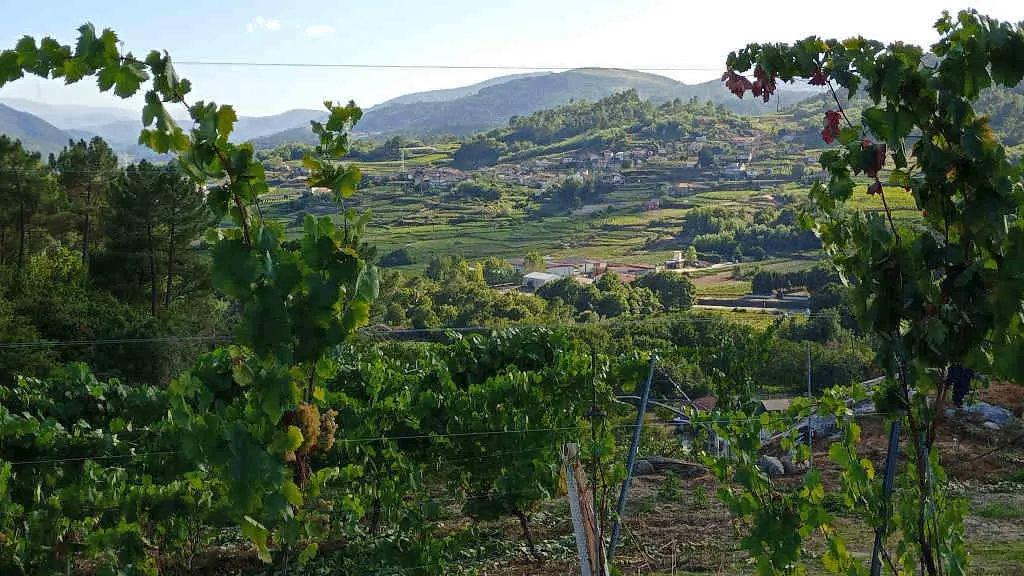 Vi&ntilde;as en Peitieiros, Cenlle, no Ribeiro (Foto: N&oacute;s Diario).