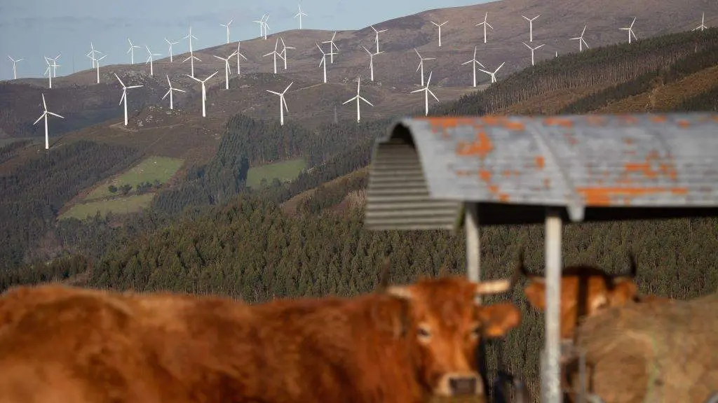 Varias vacas no parque e&oacute;lico de Vilach&aacute;, entre os concellos de Ourol e Muras, entre A Mari&ntilde;a e a Terra Ch&aacute;. (Foto: Carlos Castro / Europa Press).