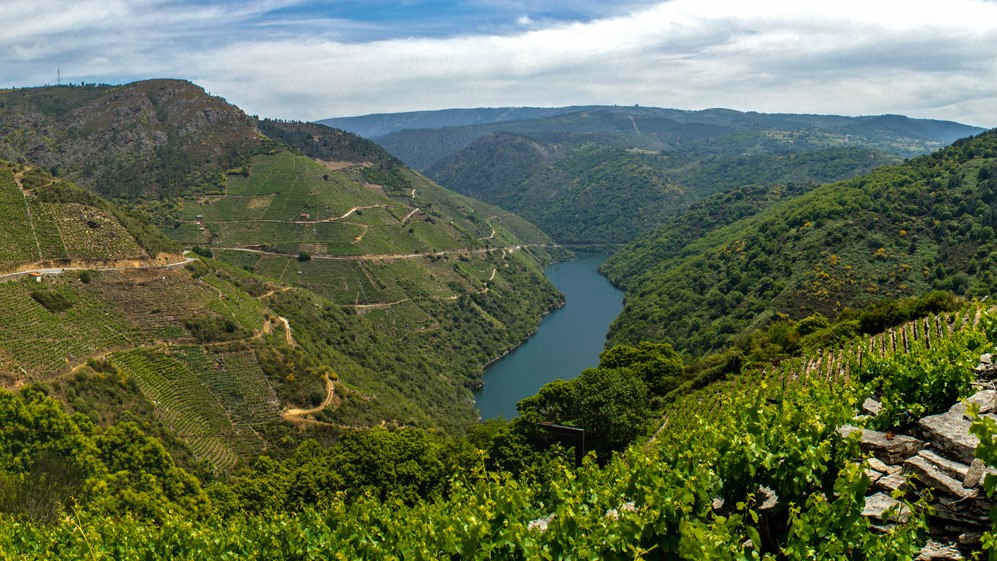 Paisaxe de viñedos desde o miradoiro de Doade, parroquia do concello de Sober, na Terra de Lemos (Foto: Nós Diario).