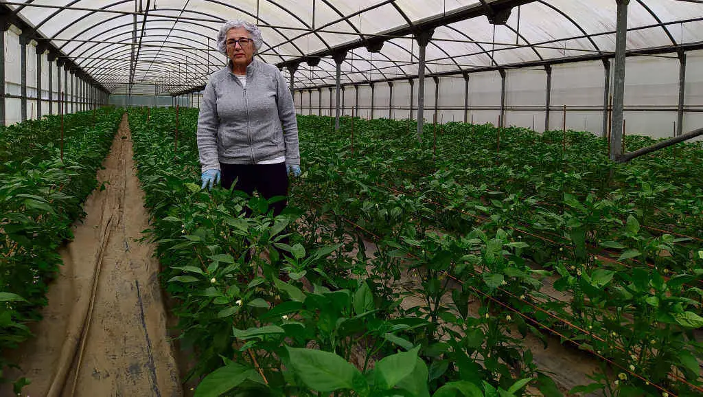 Milagros Gonz&aacute;lez, presidenta da cooperativa A Pementeira e da DOP Pemento de Herb&oacute;n. (Foto: A Pementeira)