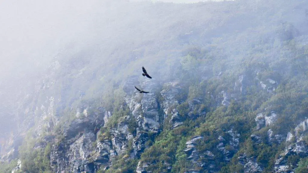 O parque e&oacute;lico Neboada ameaza a supervivencia dunha das poucas parellas de aguias reais que habitan na Galiza. (Foto: N&oacute;s Diario)