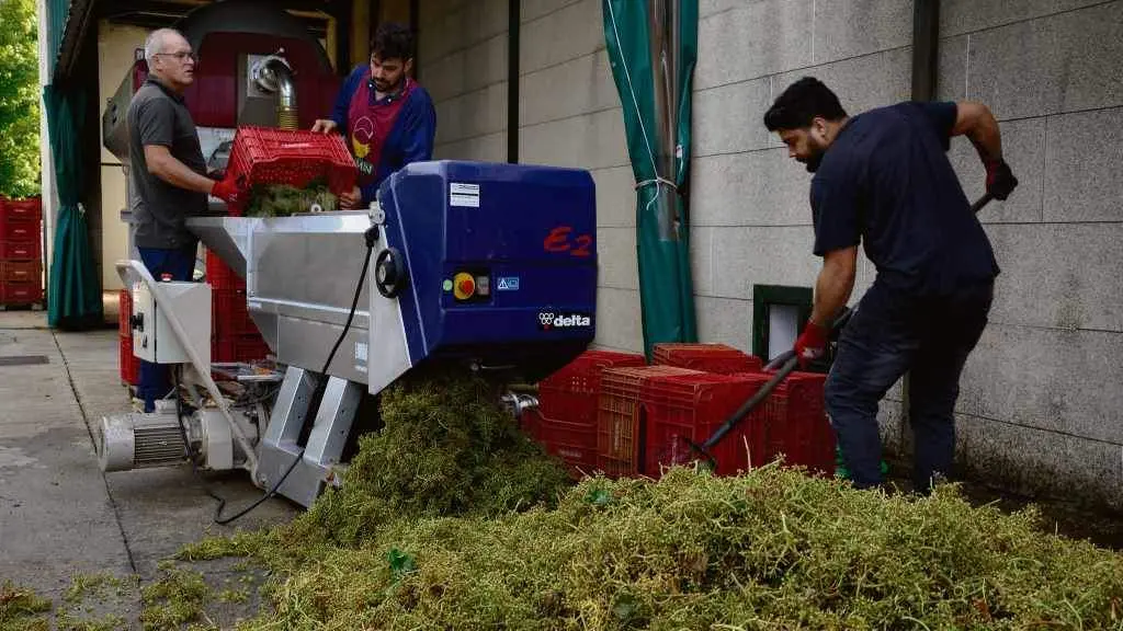 Tres homes traballando nunha adega da comarca de Ver&iacute;n. (Foto: Rosa Veiga / Europa Press)