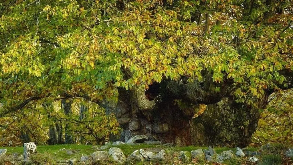 En Maceda de Trives sit&uacute;anse alg&uacute;ns dos casti&ntilde;eiros m&aacute;is antigos da Galiza. (Foto: N&oacute;s Diario)