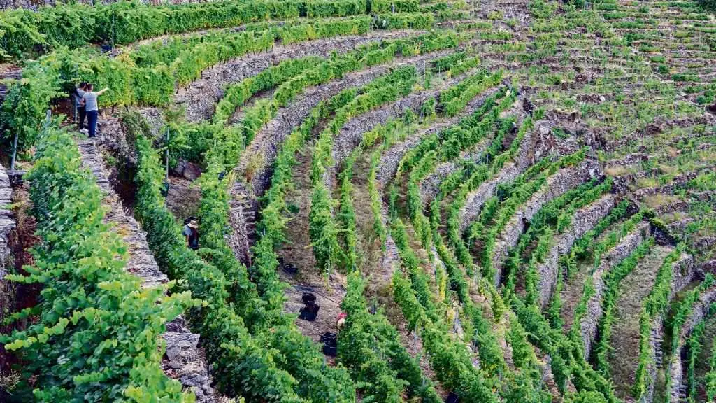 Traballos de vendima en vides da Denominaci&oacute;n de Orixe Ribeira Sacra, nunha imaxe de arquivo. (Foto: DO Ribeira Sacra)