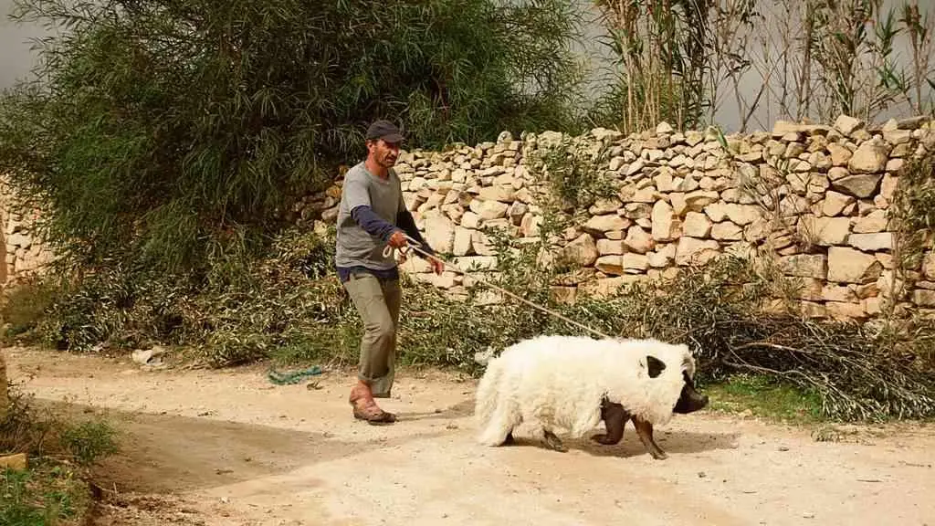 Un fotograma de 'Un porco en Gaza', de Sylvain Estibal.