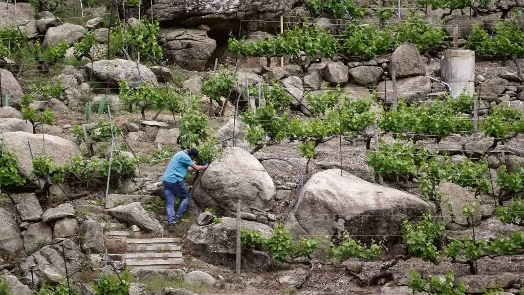 Un traballador nun dos bancais vitivin&iacute;colas que compo&ntilde;en a rica paisaxe da Ribeira Sacra, en Monforte (Terra de Lemos). (Foto: Carlos Castro / Europa Press)