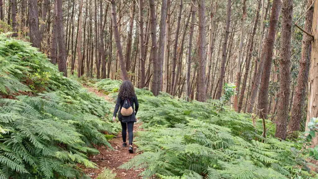 Unha muller paseando por un bosque de pi&ntilde;eiros e eucaliptos no Vicedo, na comarca da Mari&ntilde;a. (Foto N&eacute;stor M. N.)