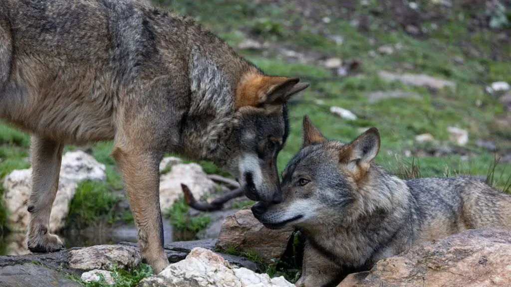 Dous exemplares de lobo ib&eacute;rico. (Foto: N&eacute;stor Rodan)