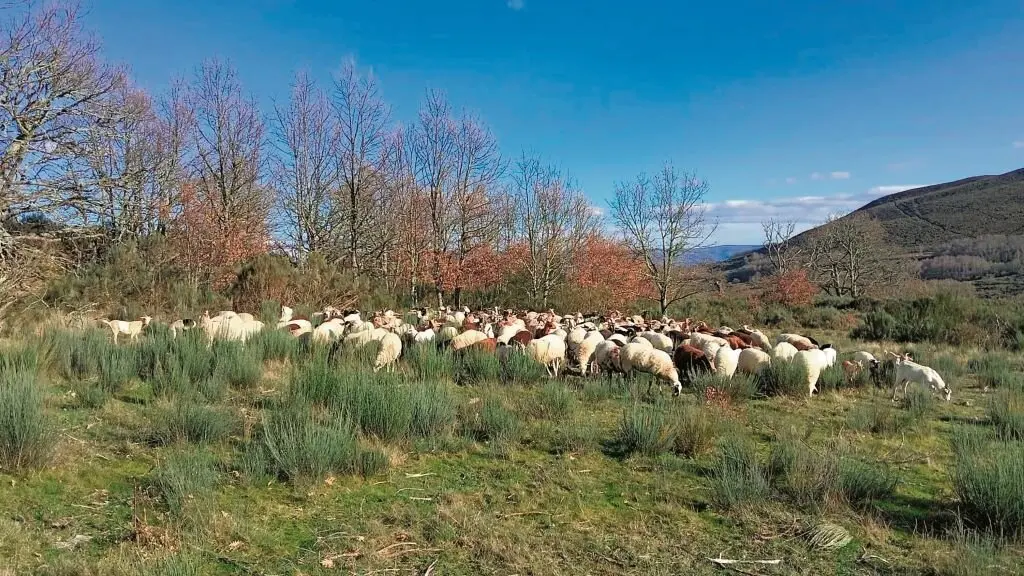 Raba&ntilde;o de cabras e ovellas en Palleir&oacute;s. Manzaneda