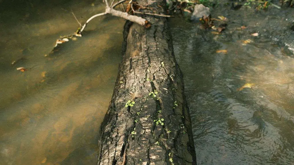 Un tronco atravesado sobre o leito dun r&iacute;o. (Foto: Chandler Aitchison)