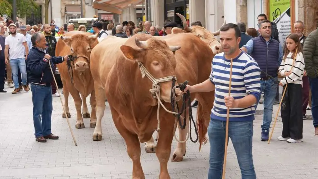 Desfile do gando do San Froil&aacute;n,e ste 5 de outubro en Lugo. (Foto: Deputaci&oacute;n de Lugo)