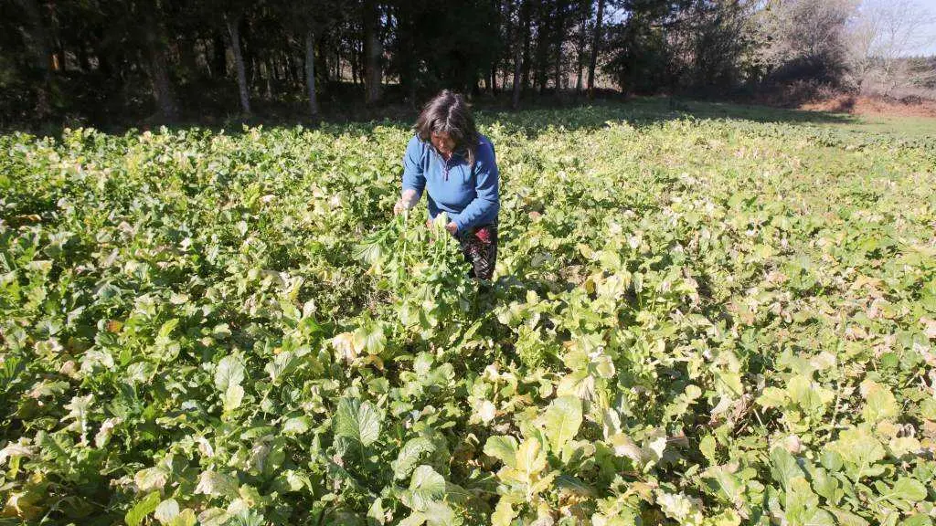 Unha muller apa&ntilde;ando grelos nunha explotaci&oacute;n agr&iacute;cola de Xermade (A Terra Ch&aacute;). (Foto: Carlos Castro / Europa Press)