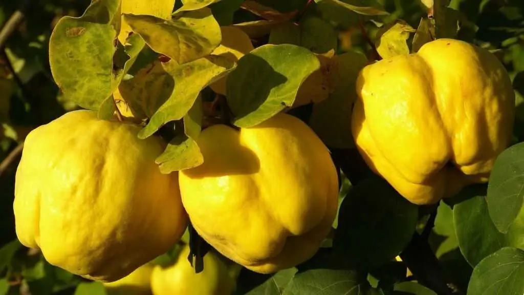 Marmelos. (Foto: Abafrutas)