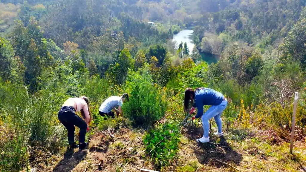 Intervenci&oacute;n do alumnado do IES Ponte Caldelas e CFEA Louriz&aacute;n nos montes veci&ntilde;ais de Cu&ntilde;as, en Ponte Caldelas, no marco do Proxecto Monte Vivo.&nbsp;(Foto: Proxecto Monte Vivo)