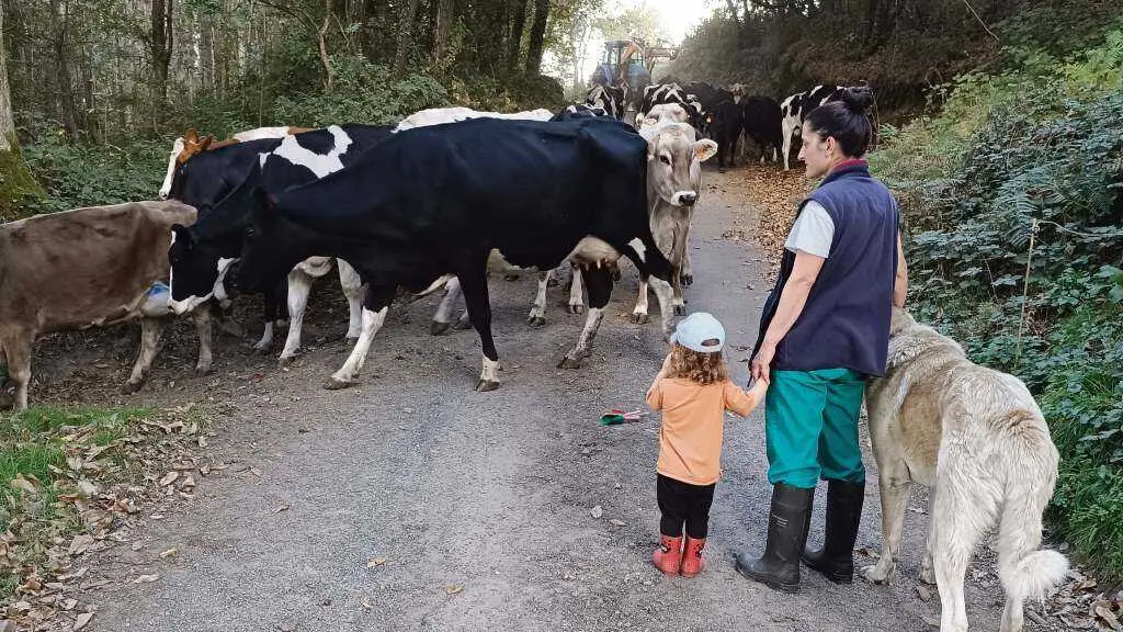 Ana Corredoira cr&iacute;a vacas en ecol&oacute;xico na Granxa Cernada en Palas de Rei (A Ulloa). (Foto: N&oacute;s Diario)