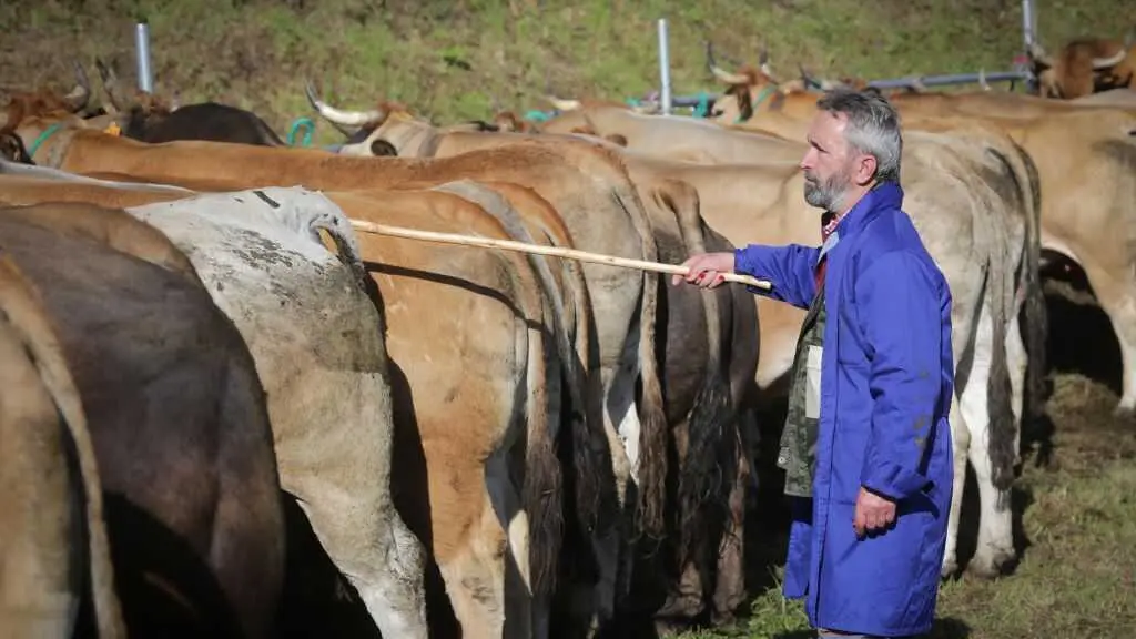 Un gandeiro trata cun grupo de vacas durante unha feira ao aire libre en Cervantes (Os Ancares) nunha foto de arquivo. (Foto: Carlos Castro / Europa Press)