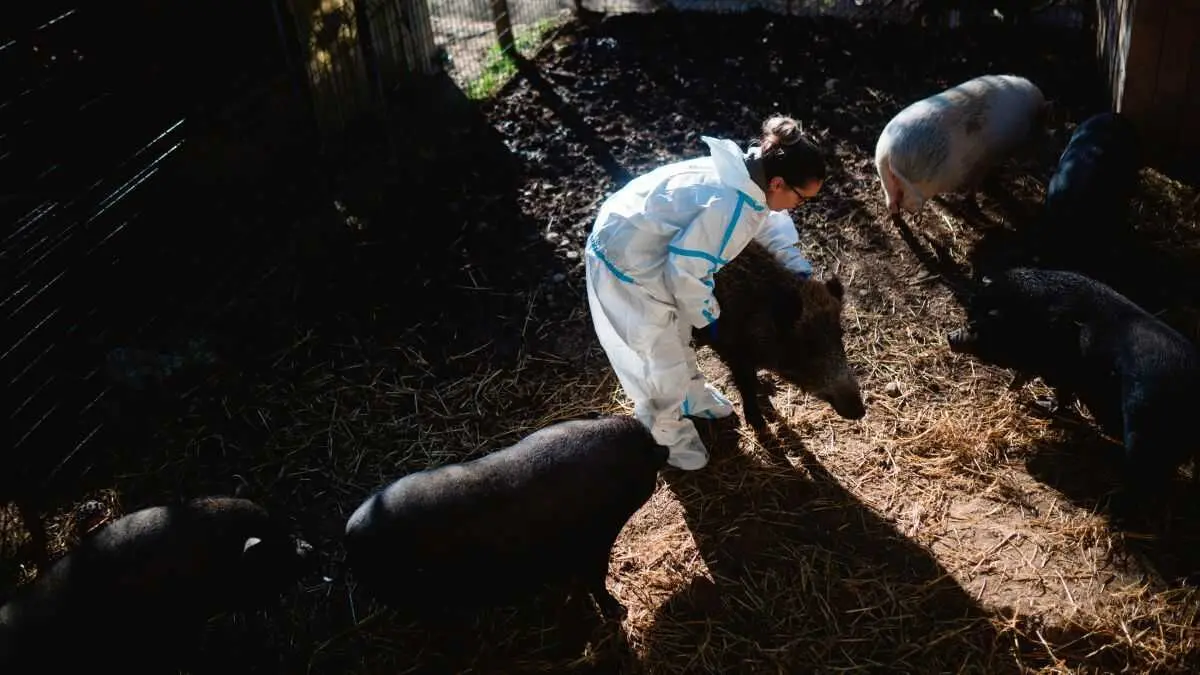 Unha veterinaria coidando dunha explotaci&oacute;n de
porcos en Rub&iacute; (Catalunya). (Foto: Lorena Sop&ecirc;na / Europa Press)